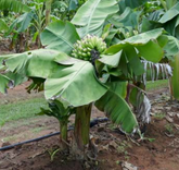 Banana - Super Dwarf Cavendish (Rare) flyingdragonnursery