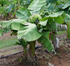 Banana - Super Dwarf Cavendish (Rare) flyingdragonnursery
