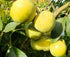 Casimiroa / White Sapote - Mac&