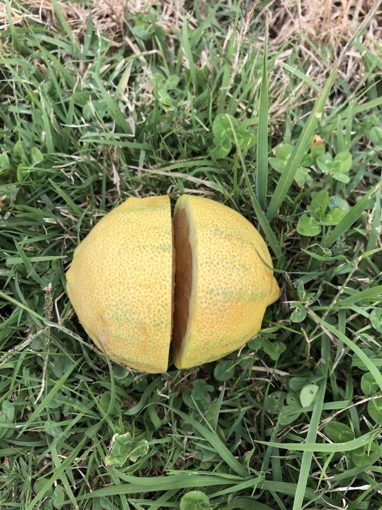 Lemon - Eureka Variegata flyingdragonnursery