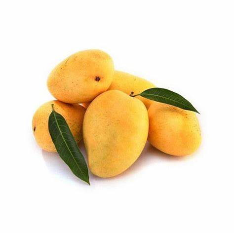 Mango - Kesar Seedling flyingdragonnursery