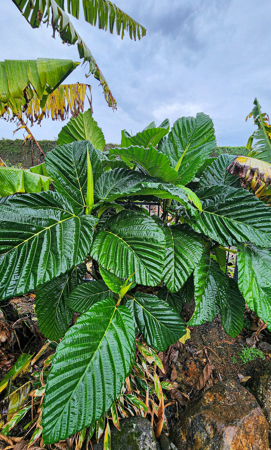 Dinner plate fig - Ficus dammaropsis flyingdragonnursery