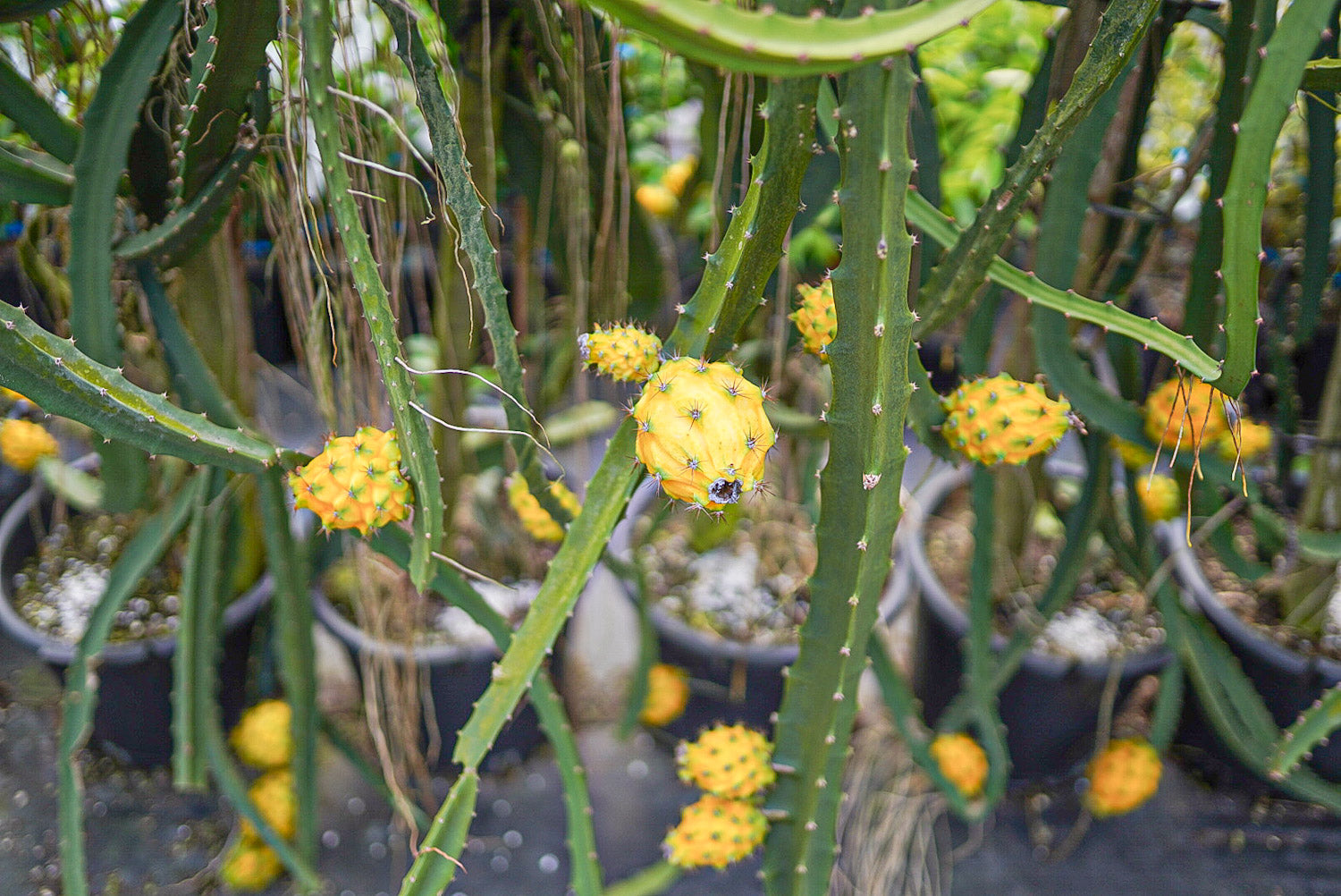 Dragonfruit Yellow (Palora) - Rooted in a pot