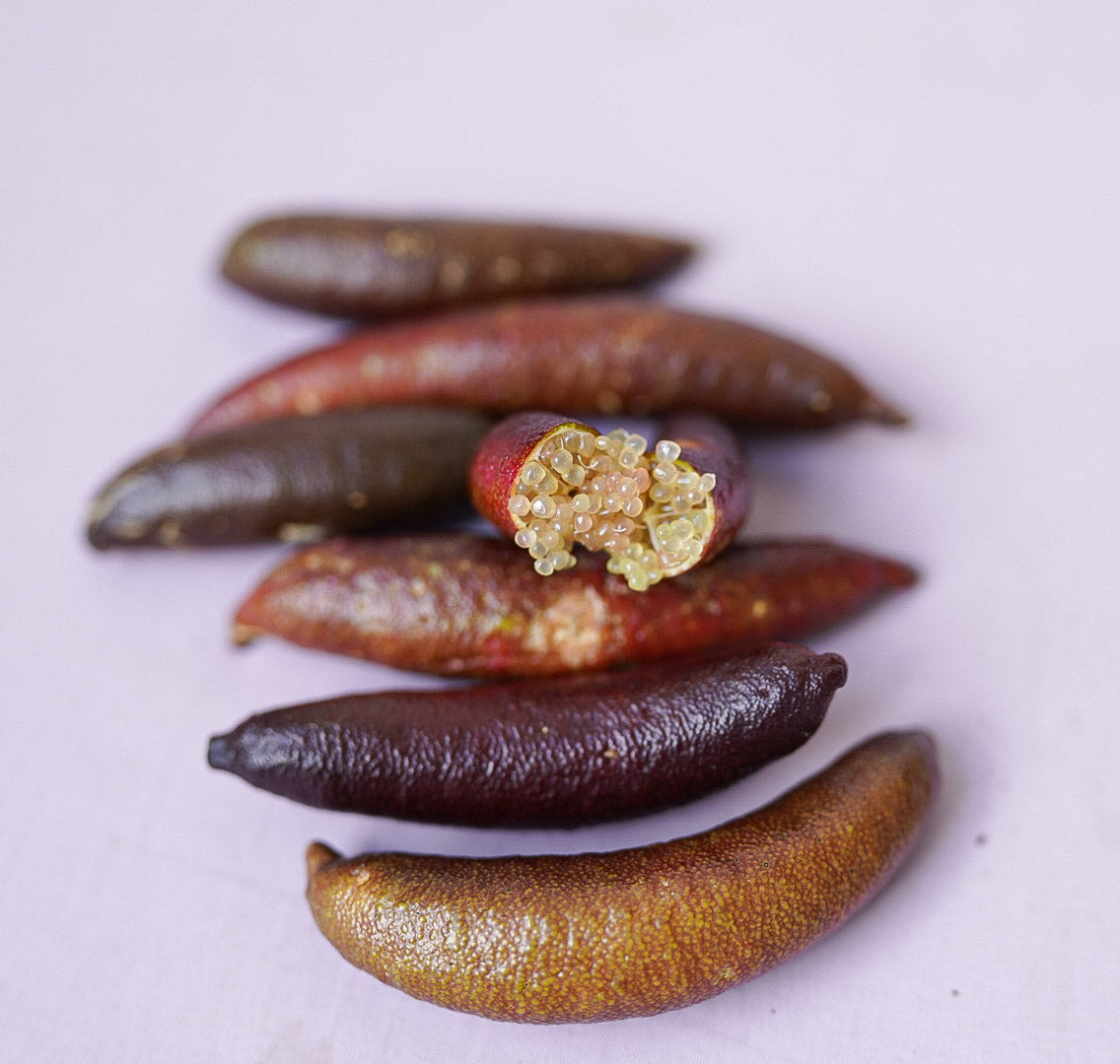 Finger Lime - Aubergine Black - Grafted flyingdragonnursery