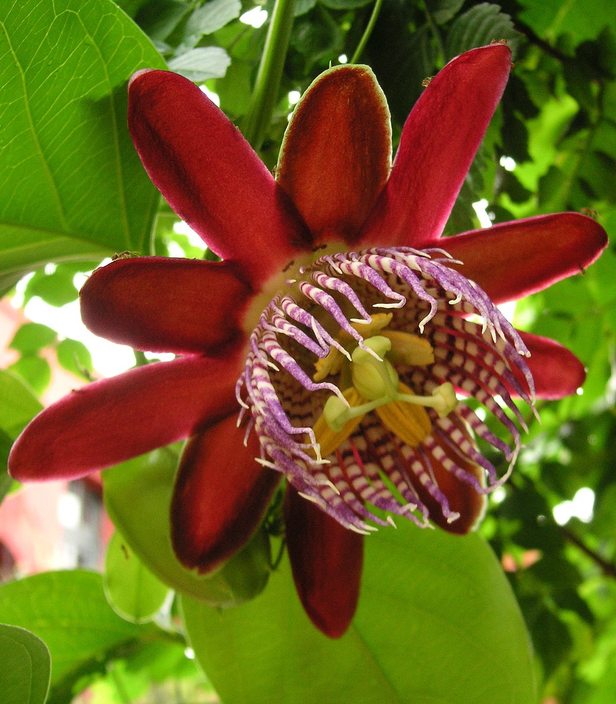 Passionfruit - Sweet Alata flyingdragonnursery