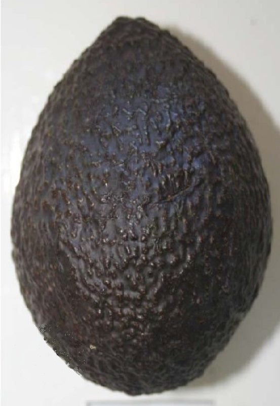 Avocado - Frazer - Semi Dwarf - summer ripening flyingdragonnursery
