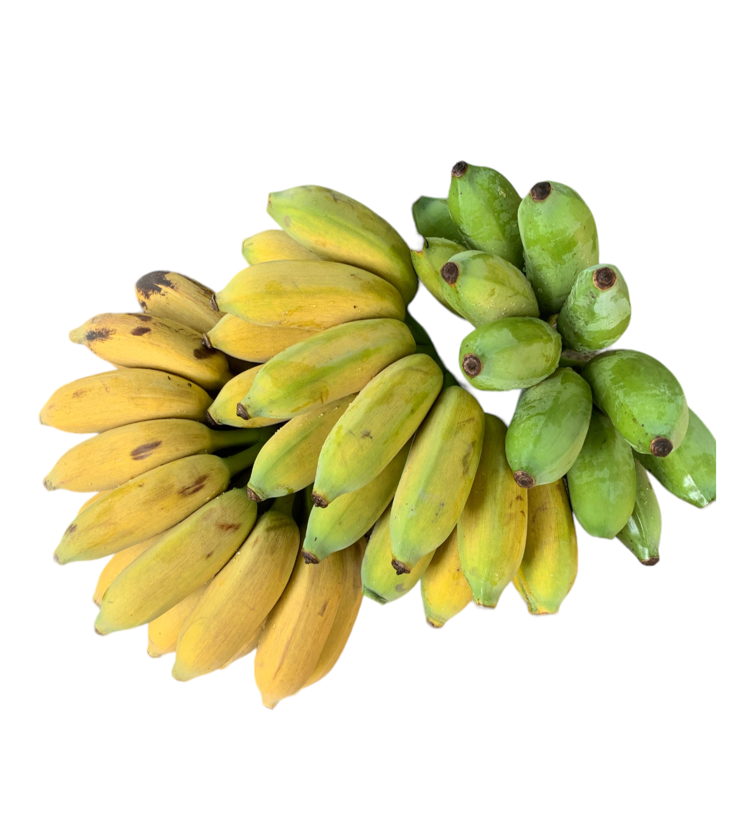 Banana - Goldfinger (Honduran cold-tolerant) flyingdragonnursery