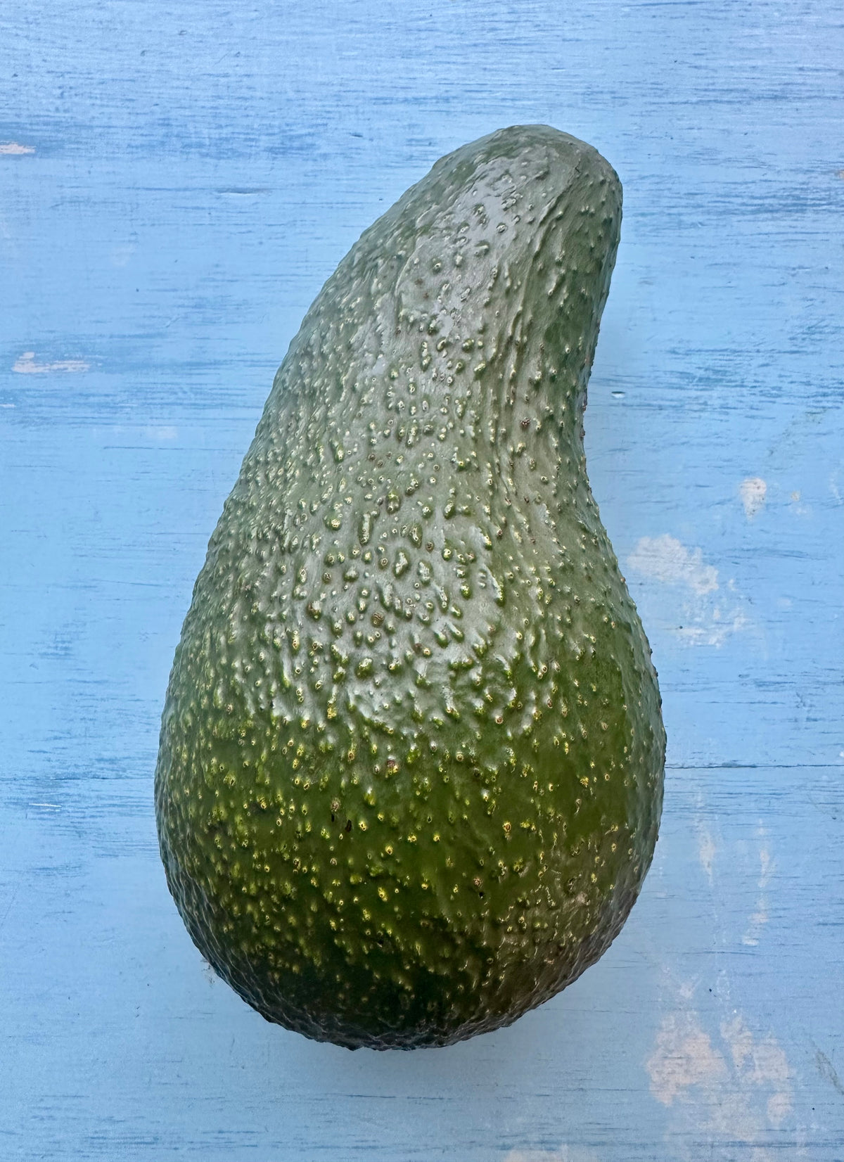 Queen avocado XXL fruit, rare Guatemalan variety – Flying Dragon Nursery NZ