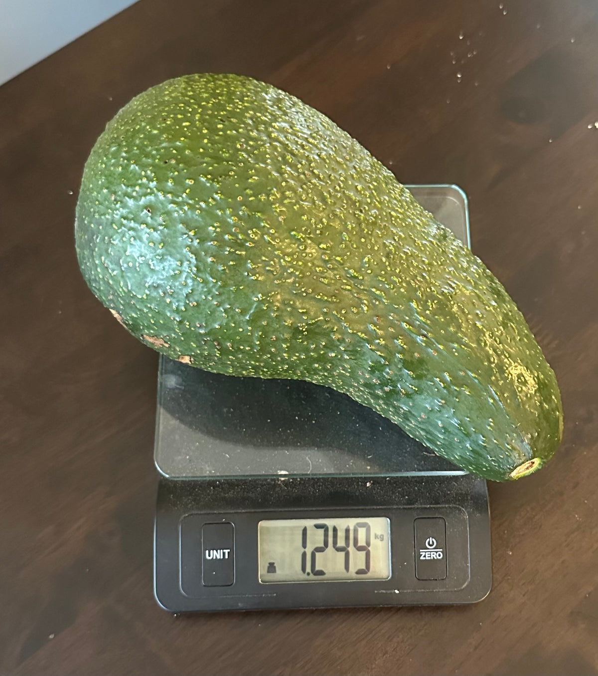 Queen avocado, large pear-shaped fruit – Flying Dragon Nursery NZ