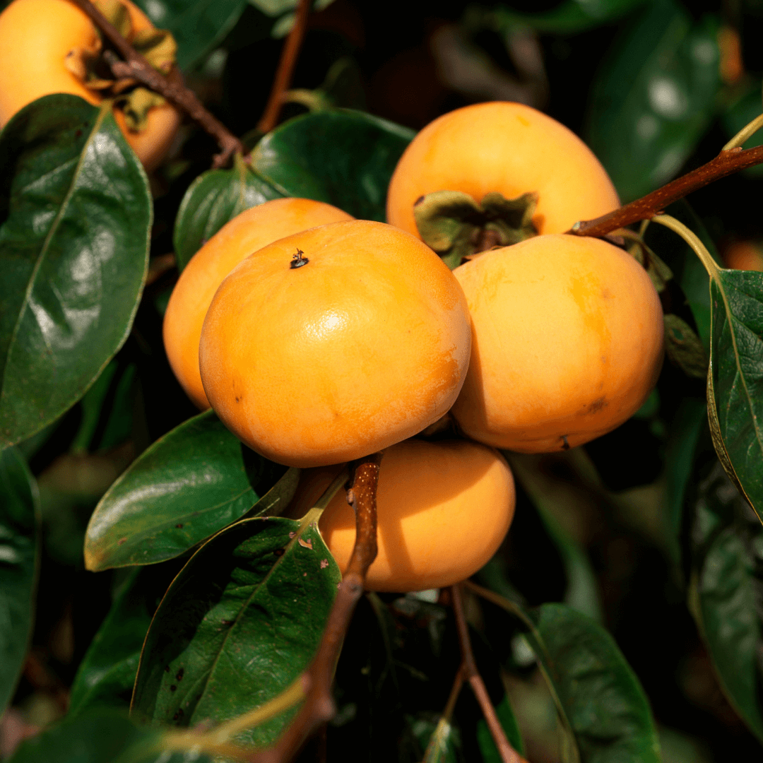 Persimmon - Matsumoto Wase Fuyu - Grafted flyingdragonnursery