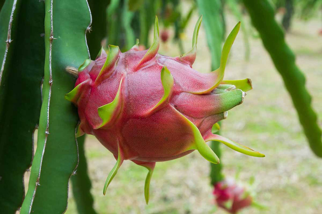 DRAGONFRUIT - White (Rooted in a pot) flyingdragonnursery