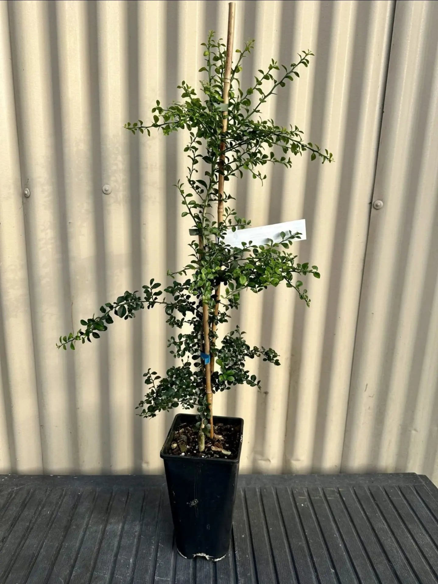 Finger Lime - Green - Grafted