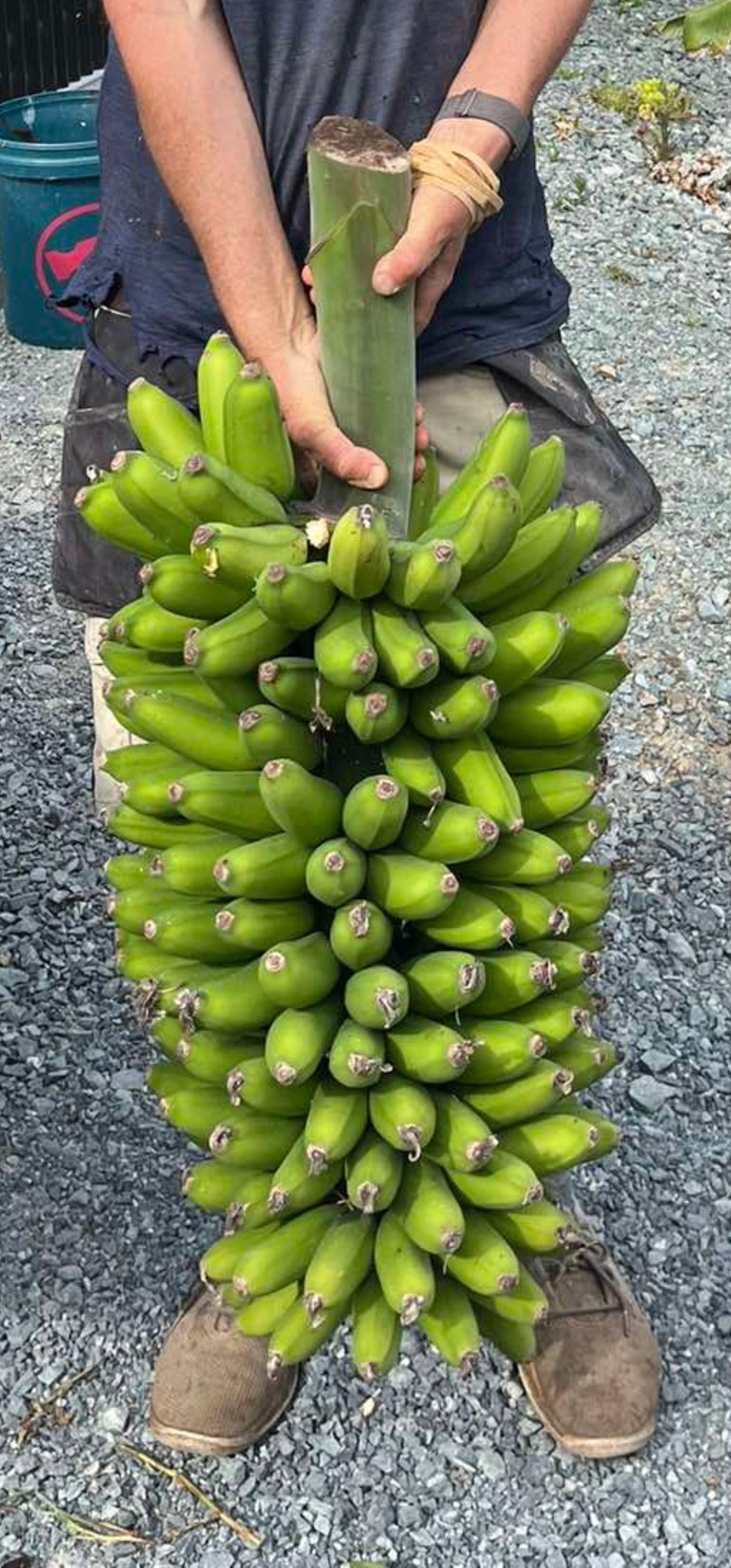 Banana - Mona Lisa (cold-tolerant) Dessert Banana flyingdragonnursery