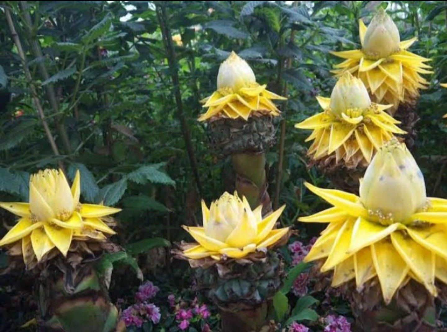 Banana - Golden Lotus flyingdragonnursery