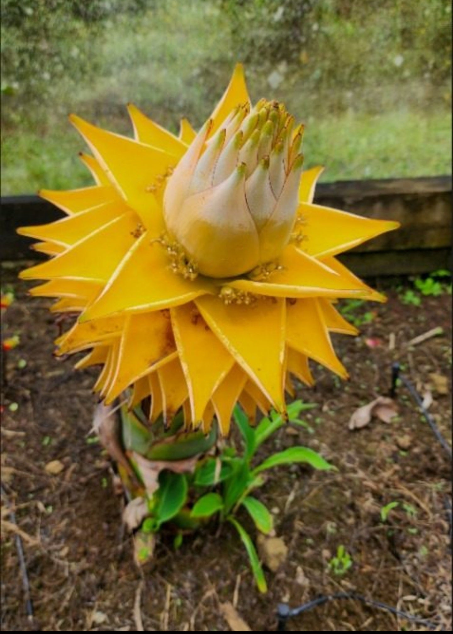 Banana - Golden Lotus flyingdragonnursery