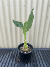 Banana - Golden Lotus flyingdragonnursery