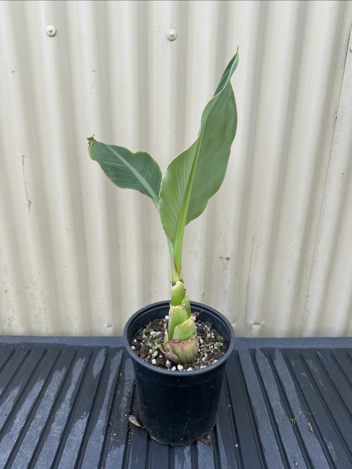 Banana - Golden Lotus flyingdragonnursery