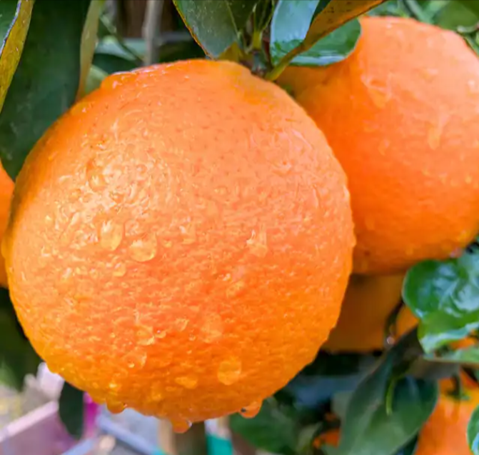 Orange - Valencia flyingdragonnursery