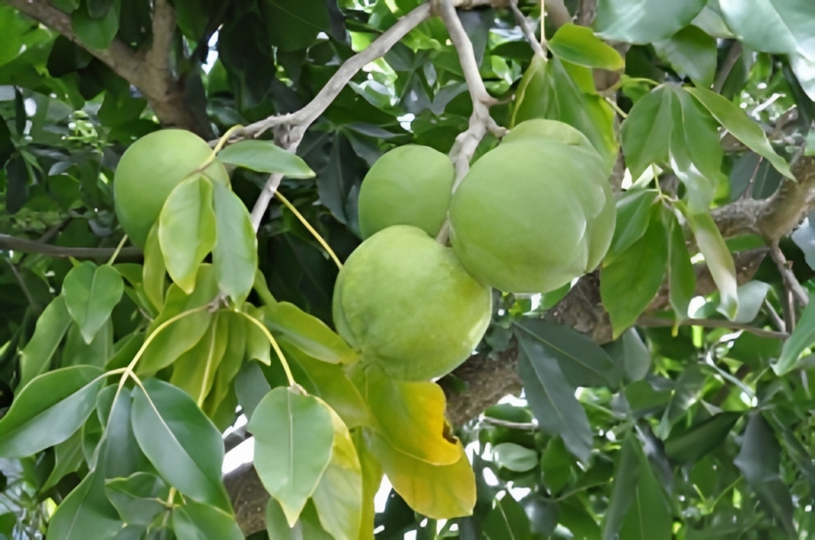 Casimiroa / White Sapote - Luke - Grafted - flyingdragonnursery