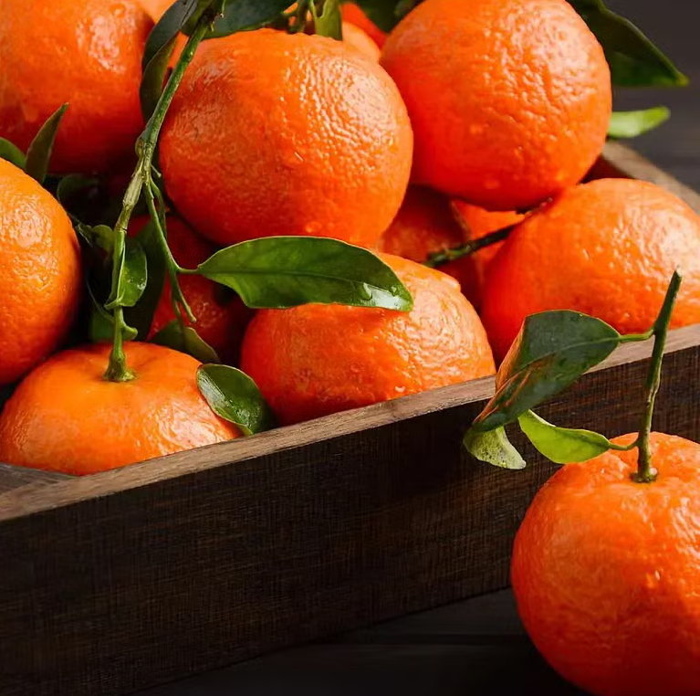 Mandarin - Burgess Scarlet flyingdragonnursery