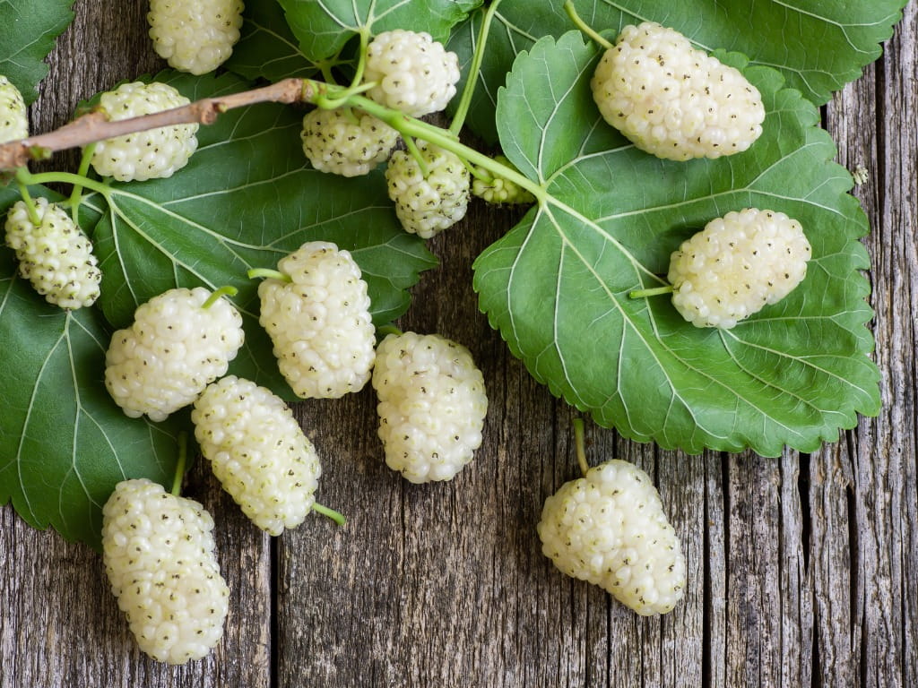 Mulberry - White (Morus alba) flyingdragonnursery
