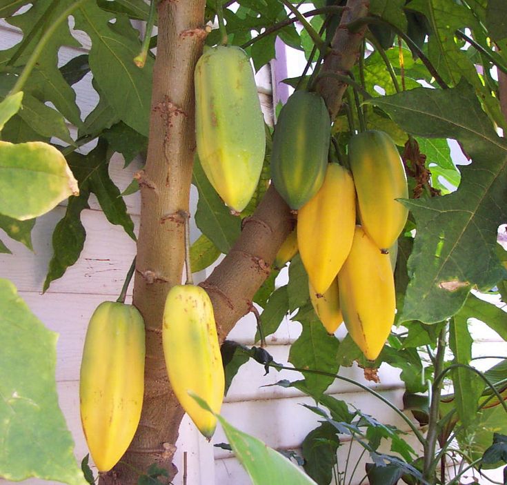 Babaco - Champagne Fruit Plant flyingdragonnursery