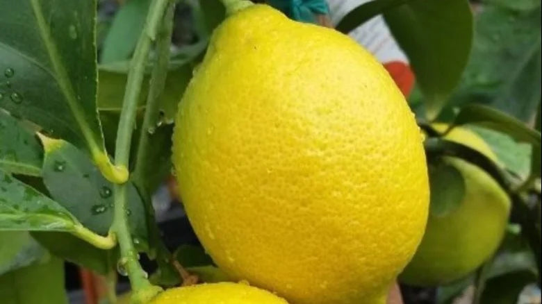 Lemon - Genoa (cold hardy) flyingdragonnursery
