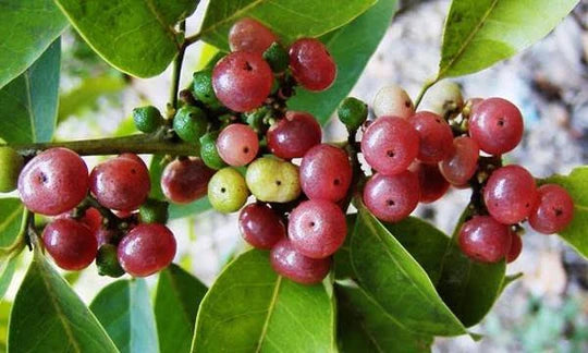 Gin Berry flyingdragonnursery