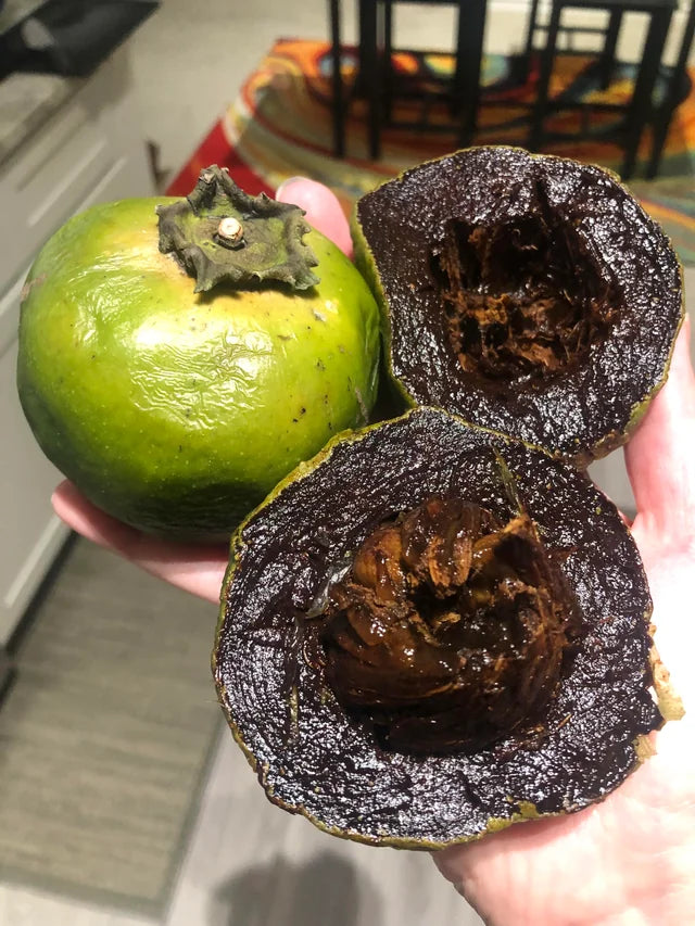 Grafted Black Sapote (Chocolate Pudding Fruit) flyingdragonnursery
