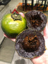 Grafted Black Sapote (Chocolate Pudding Fruit) flyingdragonnursery