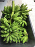 Banana - Dwarf Orinoco - cold-tolerant flyingdragonnursery