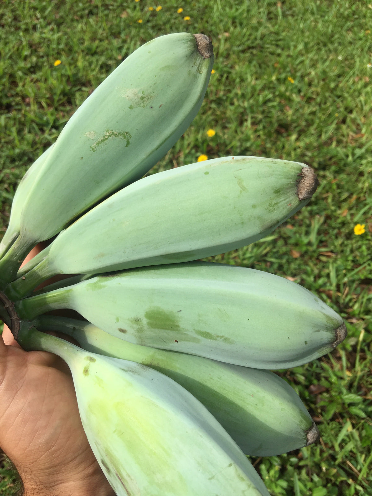 Banana - Blue Java (cold-hardy) flyingdragonnursery