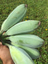 Banana - Blue Java (cold-hardy) flyingdragonnursery
