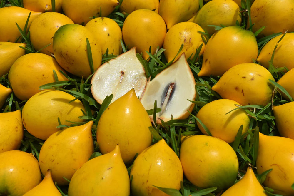 Abiu plant flyingdragonnursery