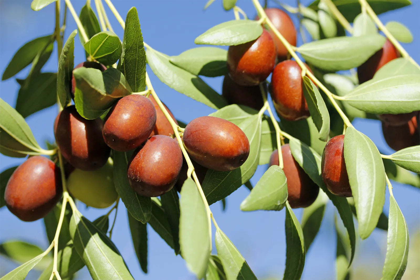 Chinese Jujube flyingdragonnursery
