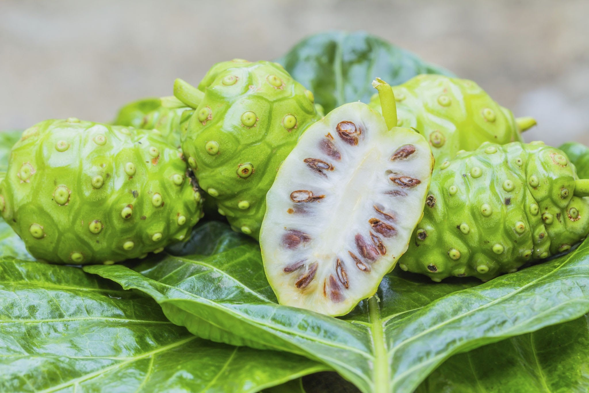 Noni plant - flyingdragonnursery