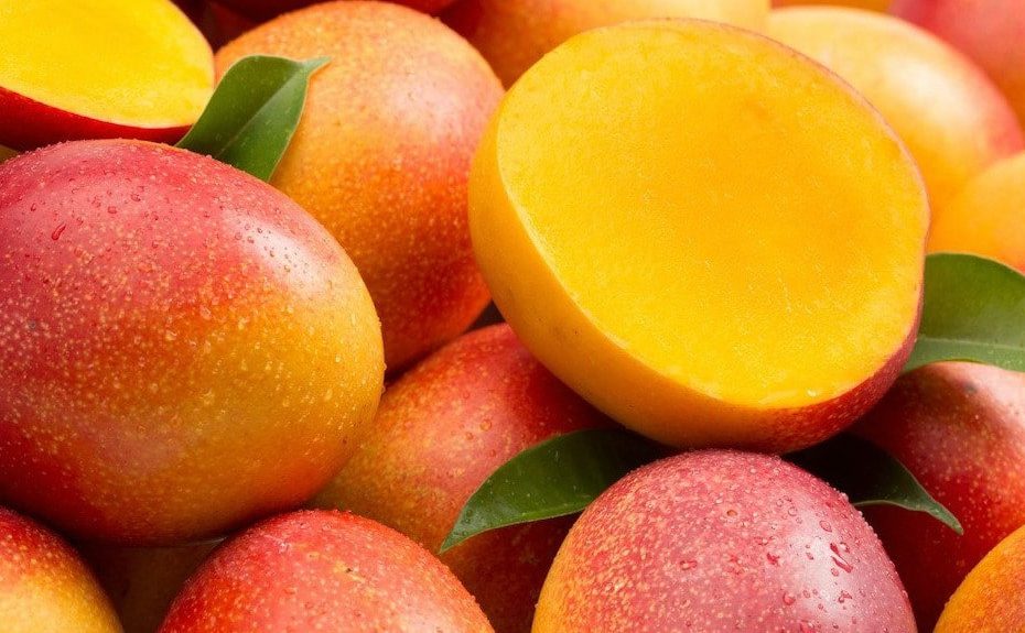 Mango - Kent flyingdragonnursery