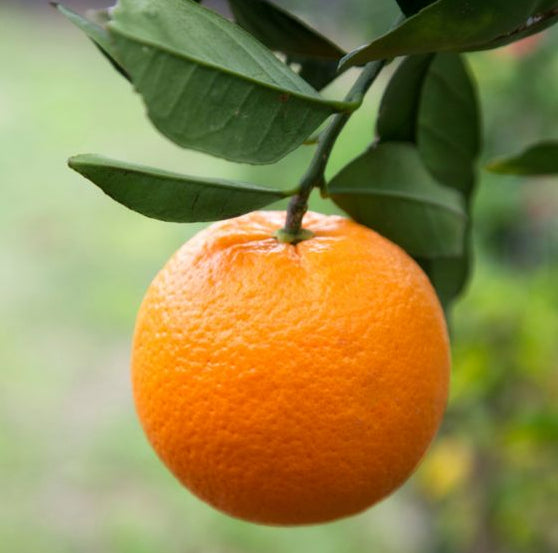 Orange - Parent Navel flyingdragonnursery