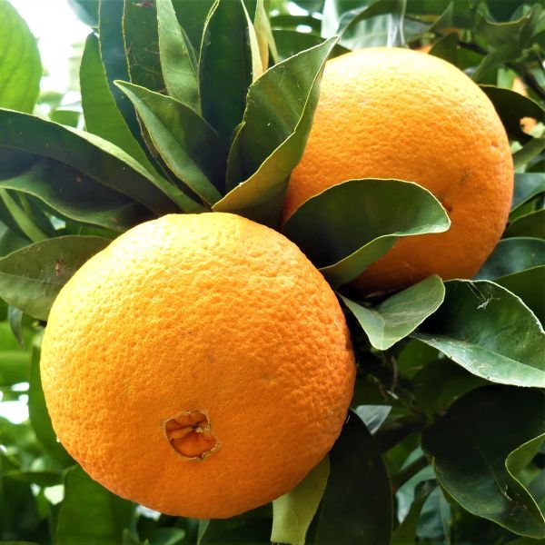 Orange - Washington Navel flyingdragonnursery