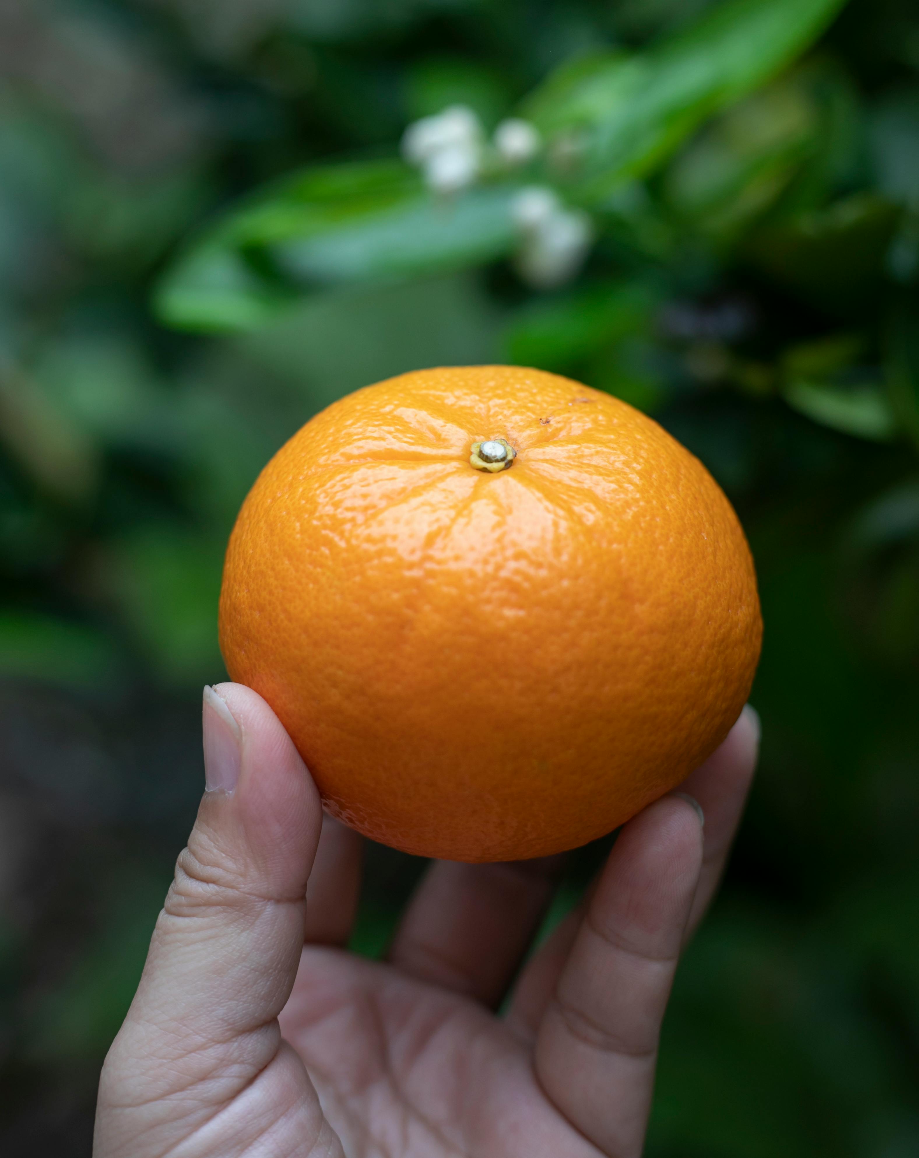 Mandarin - Richards Special flyingdragonnursery