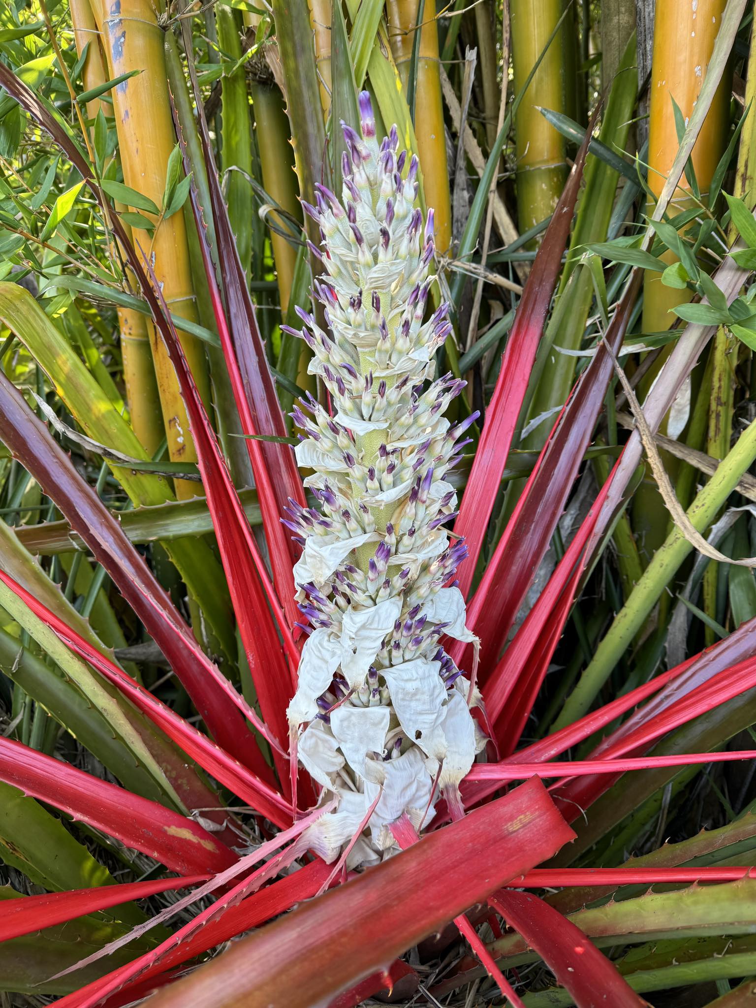 Bromelia binotii (Rare)