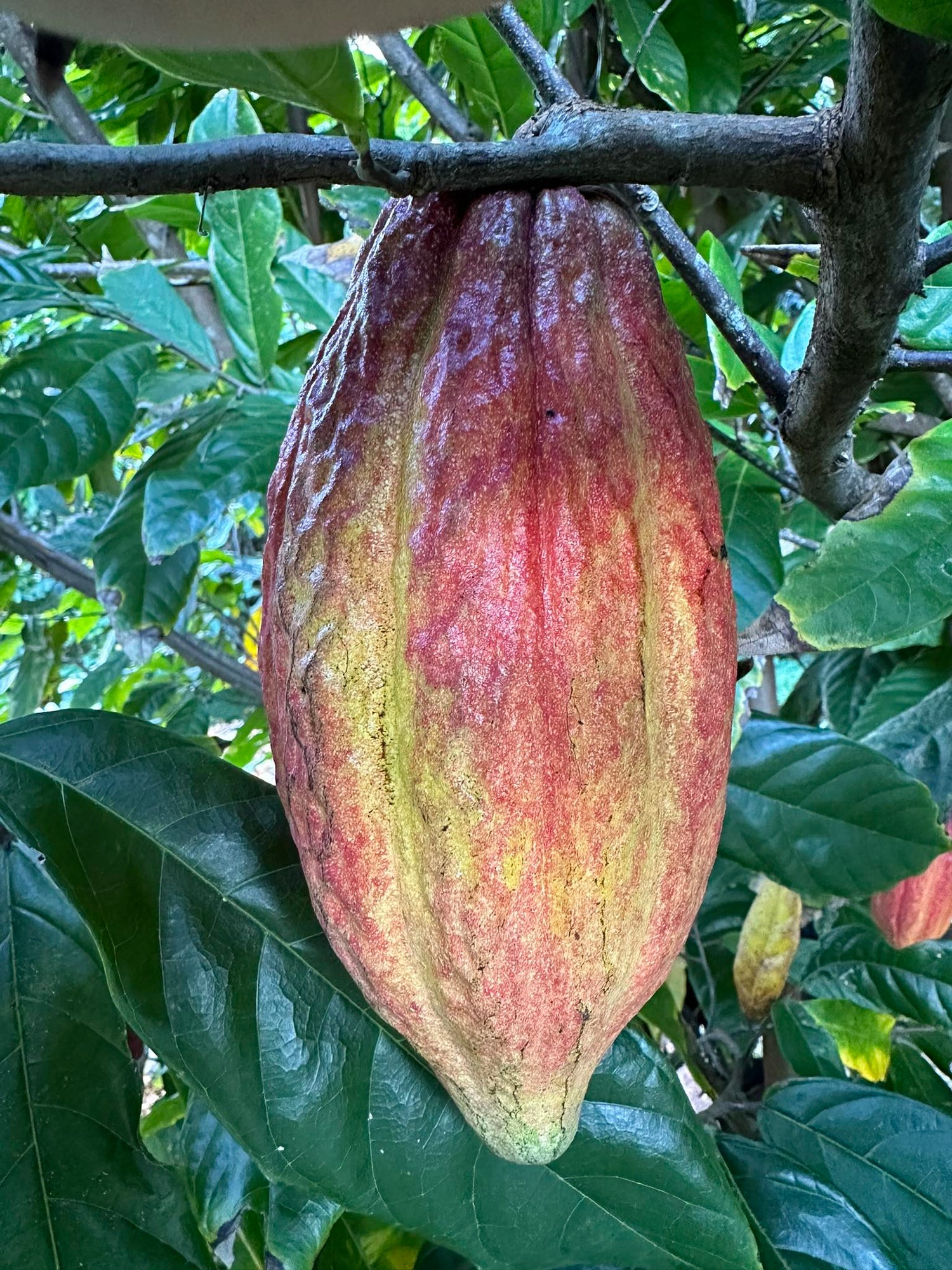 Theobroma Cacao - Forastero flyingdragonnursery