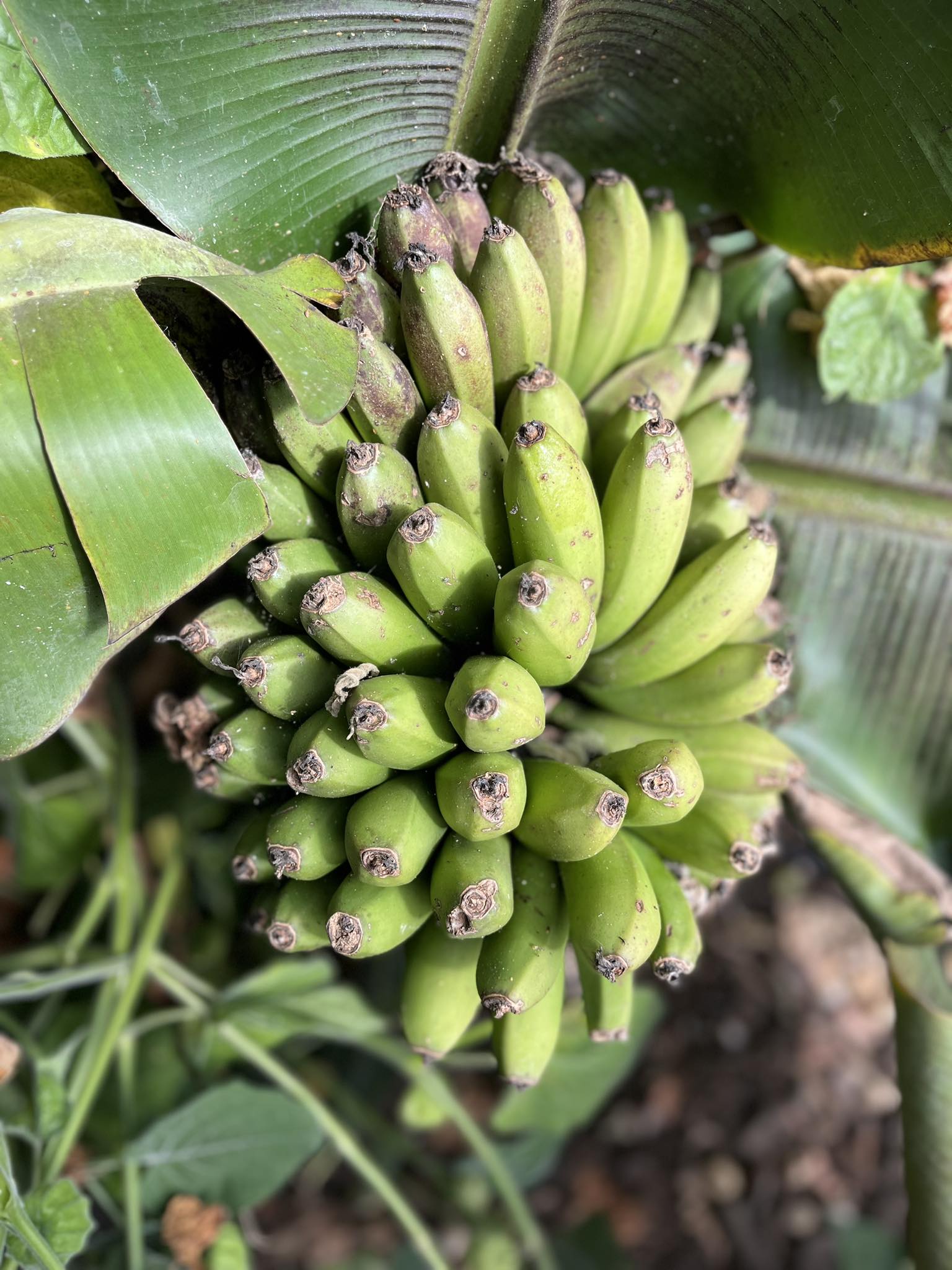Banana - Super Dwarf Cavendish (Rare) flyingdragonnursery