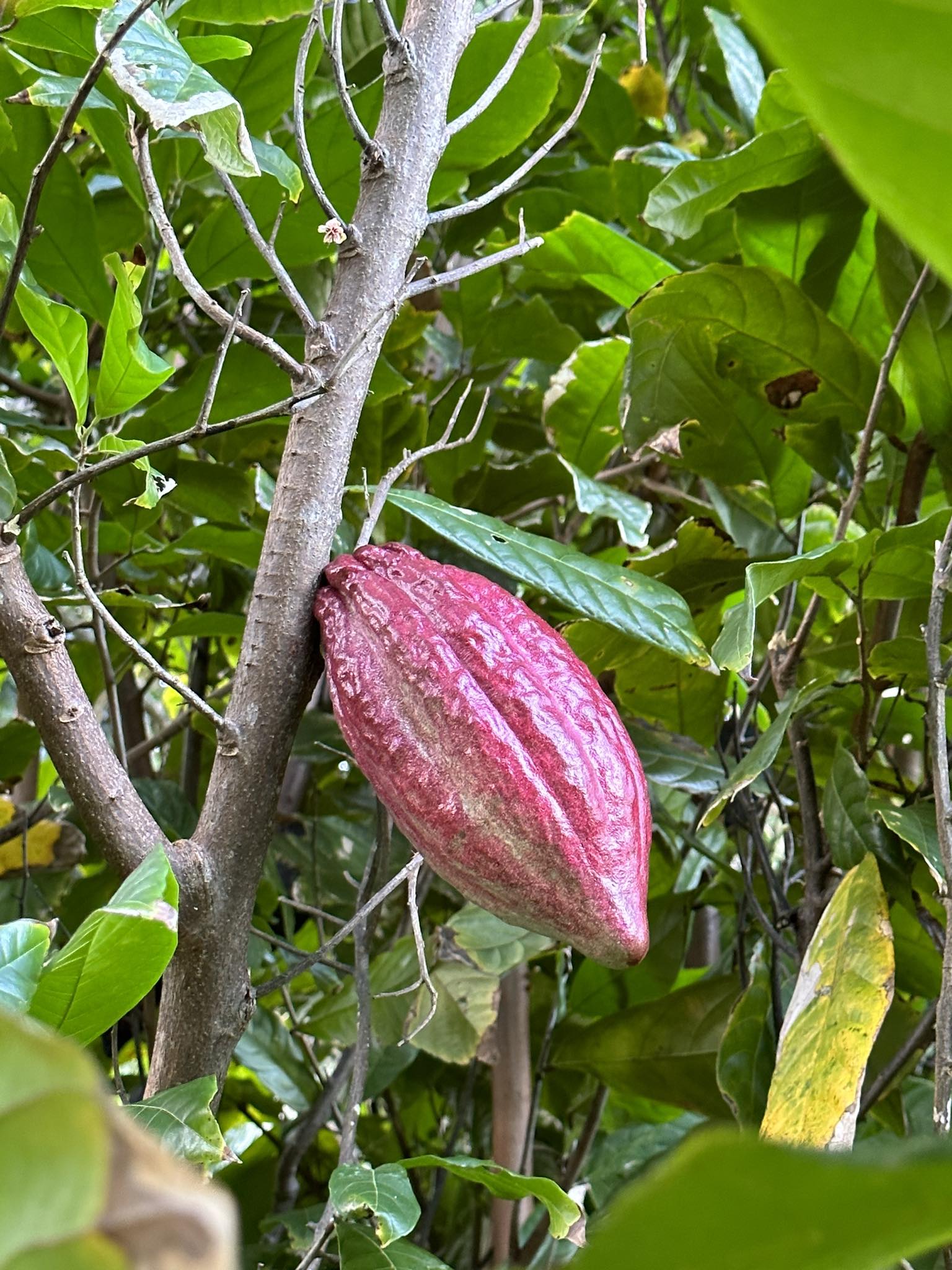 Theobroma Cacao - Forastero flyingdragonnursery