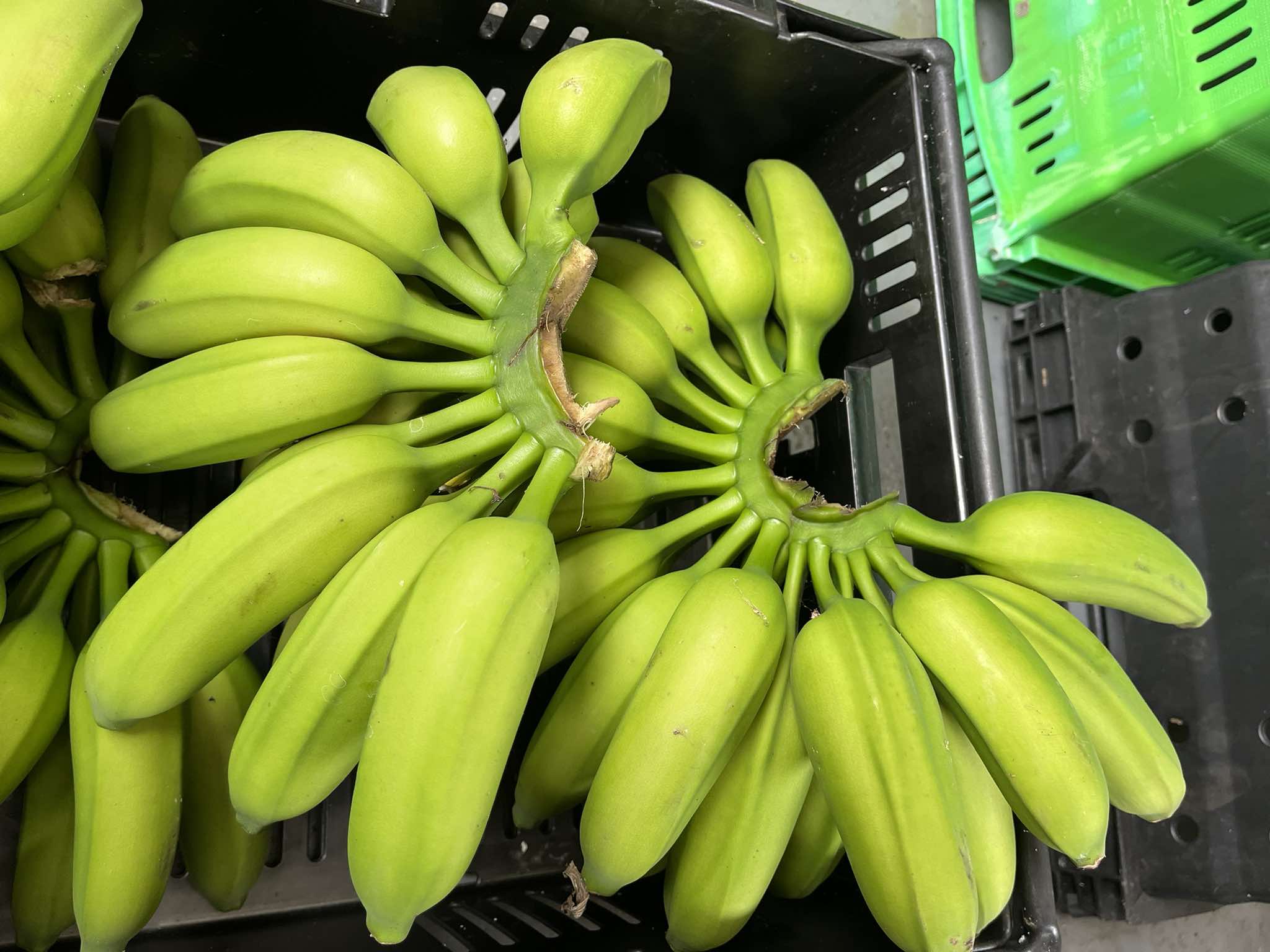 Banana - Mona Lisa (cold-tolerant) Dessert Banana flyingdragonnursery