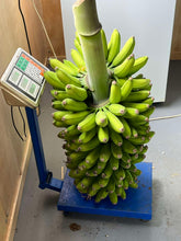 Banana - Mona Lisa (cold-tolerant) Dessert Banana flyingdragonnursery