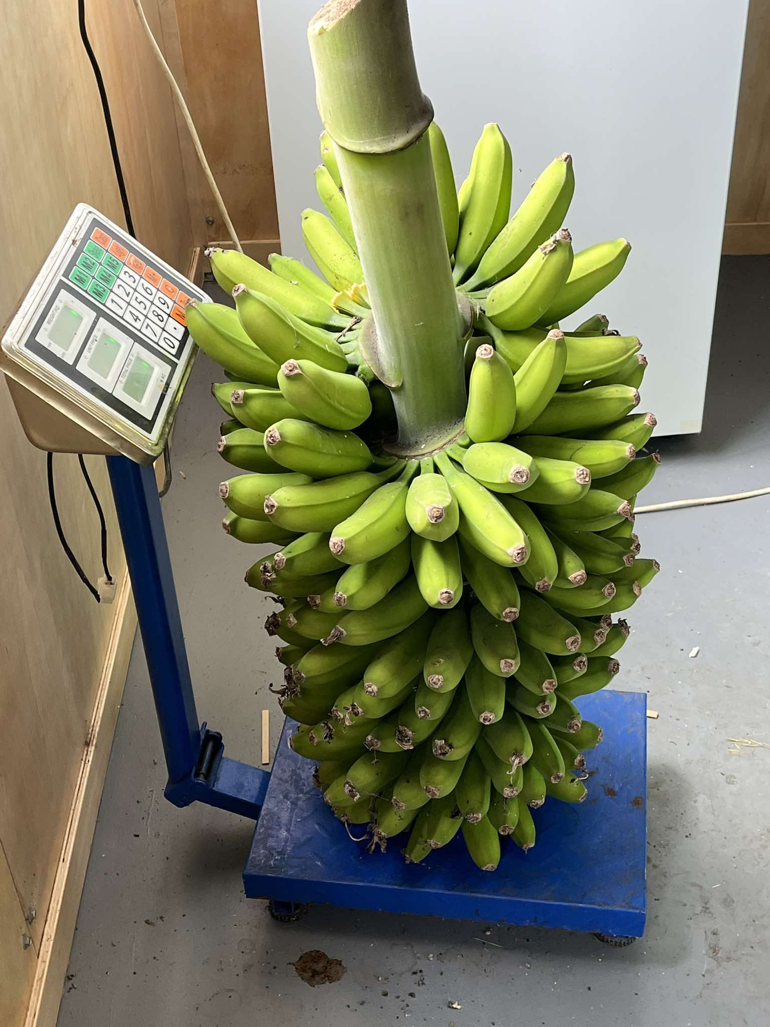Banana - Mona Lisa (cold-tolerant) Dessert Banana flyingdragonnursery