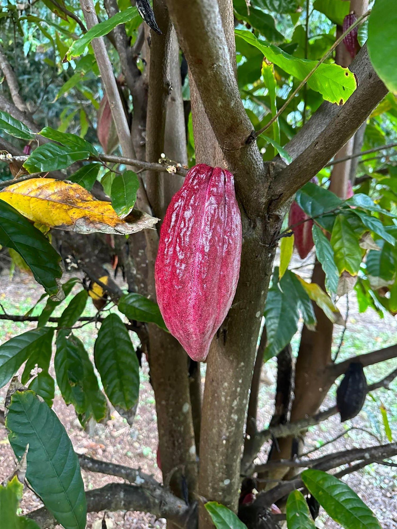 Theobroma Cacao - Forastero flyingdragonnursery