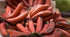 Banana - Red Dacca - flyingdragonnursery