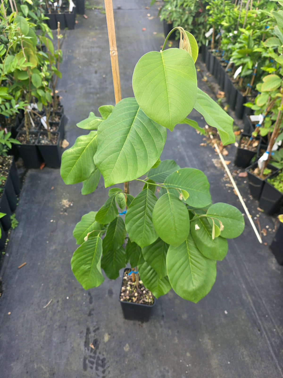 Cherimoya - Rex - Grafted
